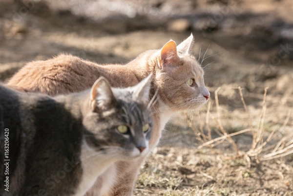 Obraz Two Tabby Cats