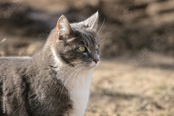 Fototapeta Grey Tabby Cat