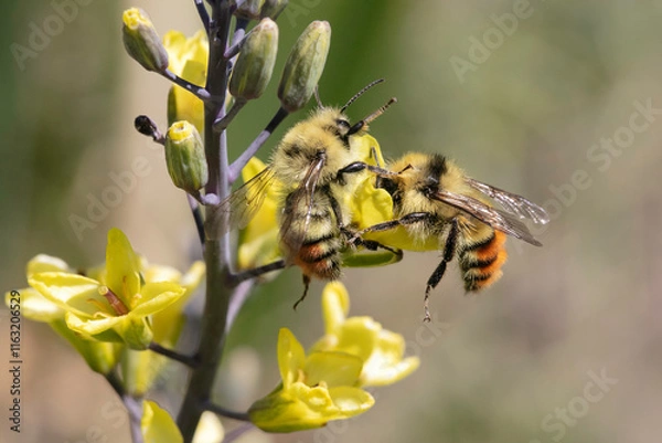 Obraz Bees on Kale Flower