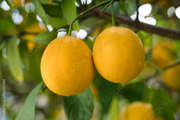 Obraz 庭のレモンの実