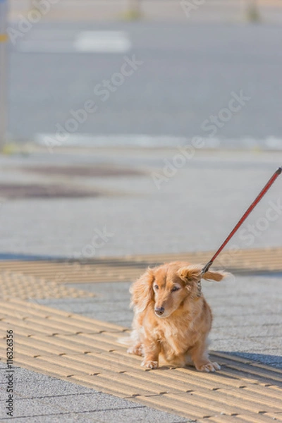 Fototapeta ダックスフント
