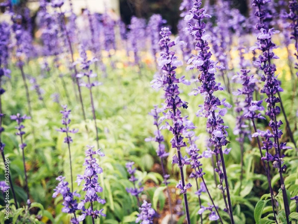 Fototapeta lavender with warm filter