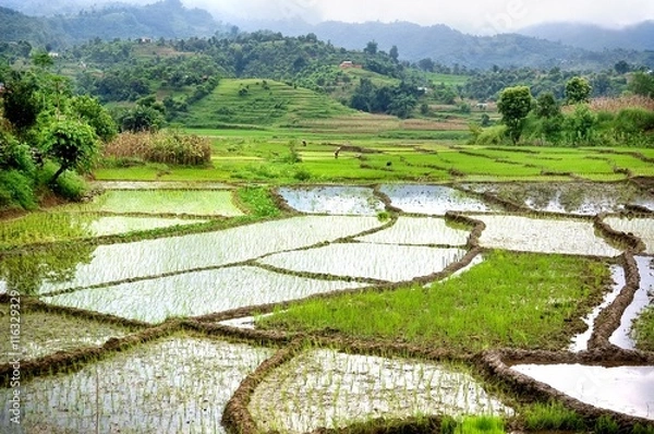 Obraz Paddy fields, mountains soft and blur, India.