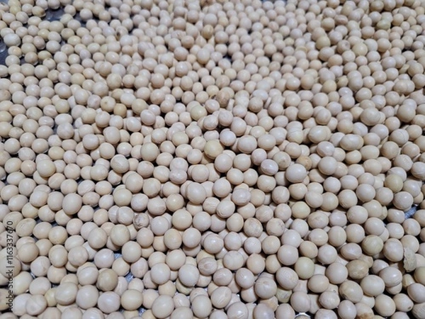 Fototapeta 메주콩 두부콩 콩나물콩