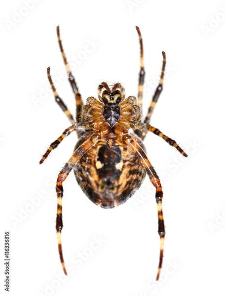 Fototapeta Garden Spider ventral view macro (shallow dof, focus on the cephalothorax)