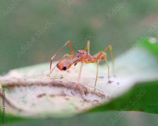 Fototapeta A closeup view ant-mimicking spider