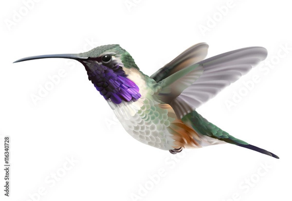 Fototapeta Latający Lucyfer Hummingbird - Calothorax lucyfer. Ręcznie rysowane ilustracji wektorowych unoszącego się samca kolibra Lucyfera z opalizującą magenta-fioletową łatą na gardle na przezroczystym tle.