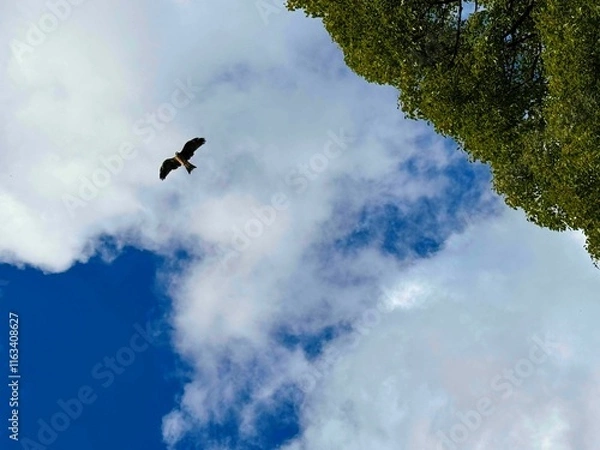 Obraz トンビが飛ぶ空