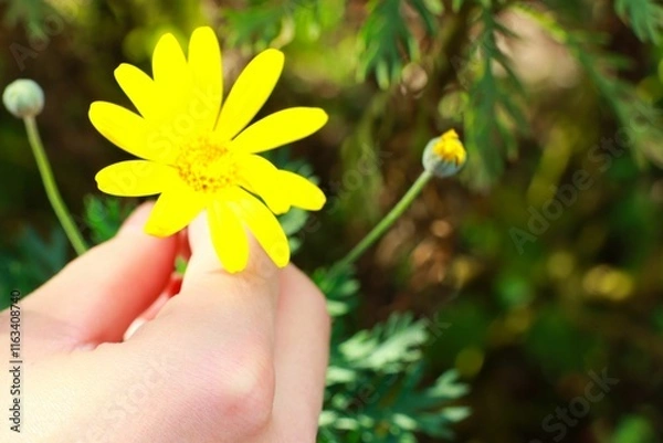Fototapeta 黄色い花を持つ女性の手