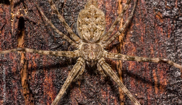 Fototapeta brown spider