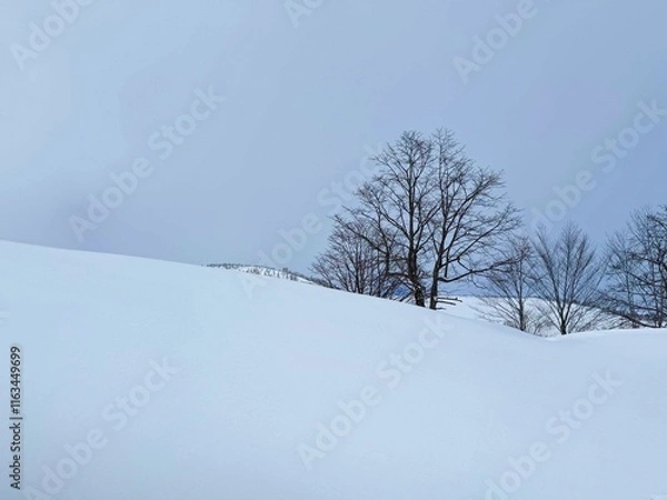 Obraz 雪景色と樹木