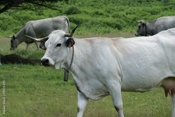 Obraz vache gasconne