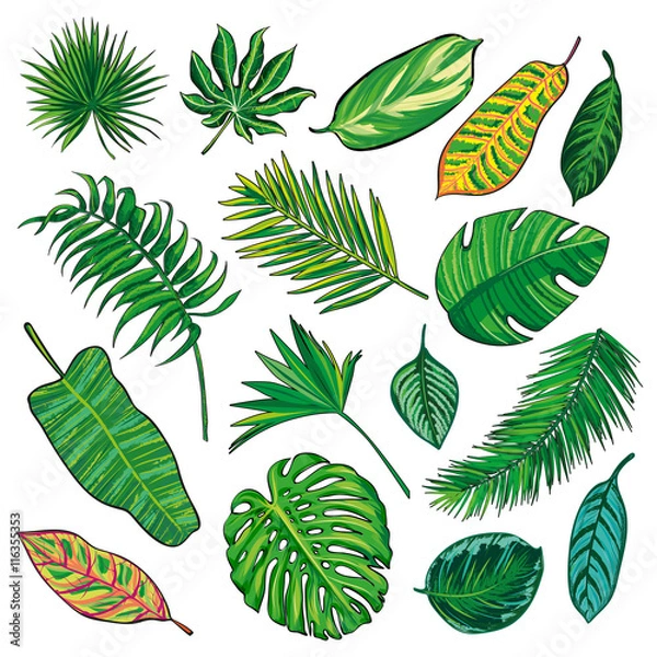 Fototapeta Tropical Leaves Collection on isolate vector. Different Beautiful palm leaf. Beautiful big Set. Vector illustration. Eps 10.