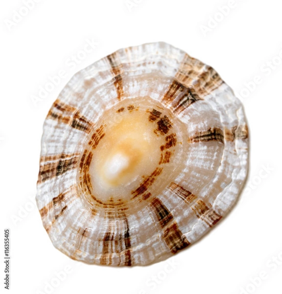 Fototapeta Shell of true limpet