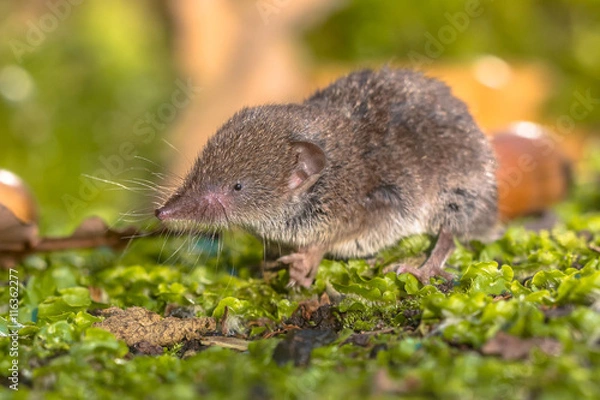 Obraz Crocidura Shrew chodzenie po poszyciu leśnym