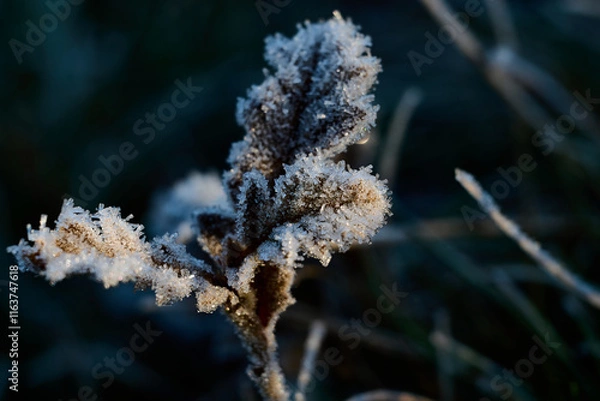 Fototapeta The leaves of a tiny oak tree have been covered by morning ice, forming a play of beautiful crystals.