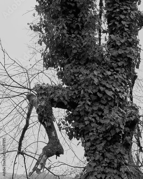Fototapeta The ivy has completely eaten this poor old tree