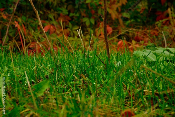 Fototapeta Colorful close-up of green lawn grass on background of red dry leaves