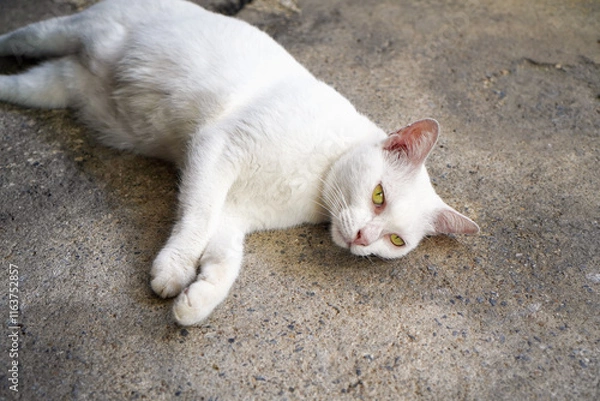 Fototapeta white cat with yellow eyes lay down on concrete floor , selective focus on the eyes