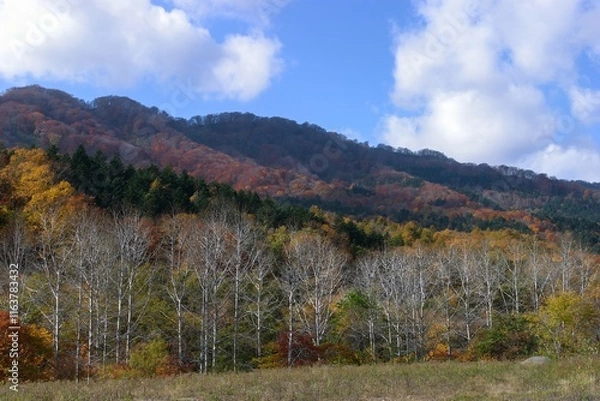 Obraz 北海道の秋の風景