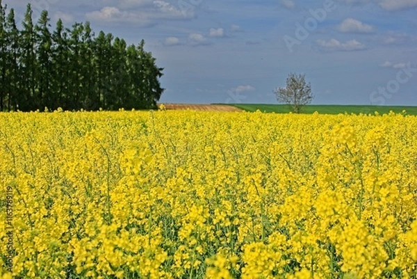 Obraz Kwitnący rzepak
