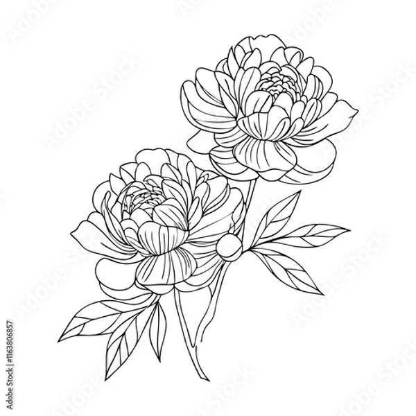 Obraz Blooming peony flower outline  vector illustration 