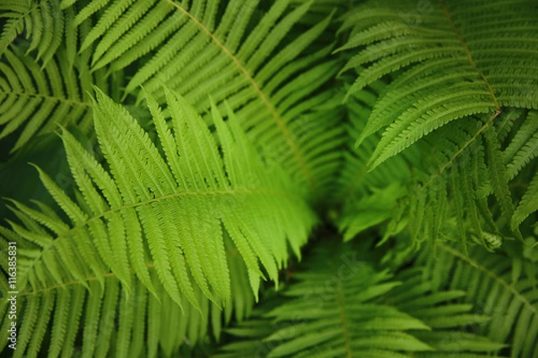 Fototapeta Green fern, macro view