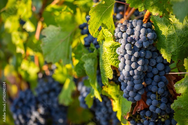 Fototapeta Grappe de raisin noir dans un vignoble sous le soleil d'automne avant les vendanges.