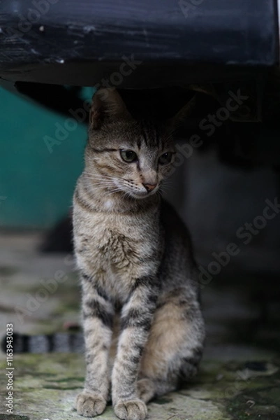 Obraz Portrait of a Villager cat