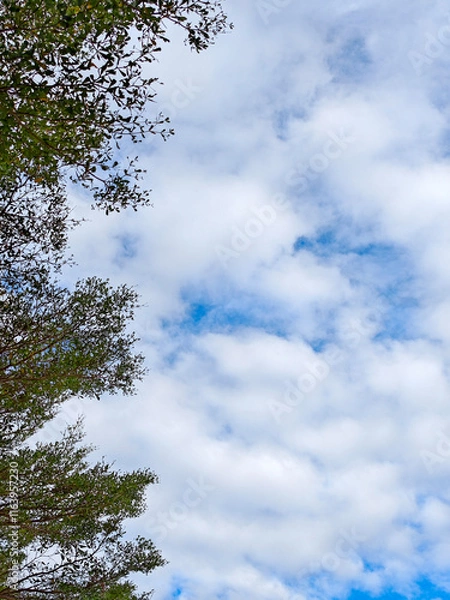 Fototapeta worm eyes view of cloudy blue sky with tree on the left