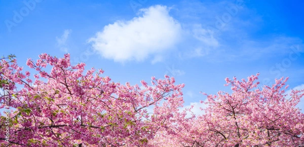 Obraz 河津桜と青空