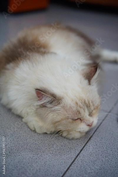 Obraz Potrait of Himalayan Cat