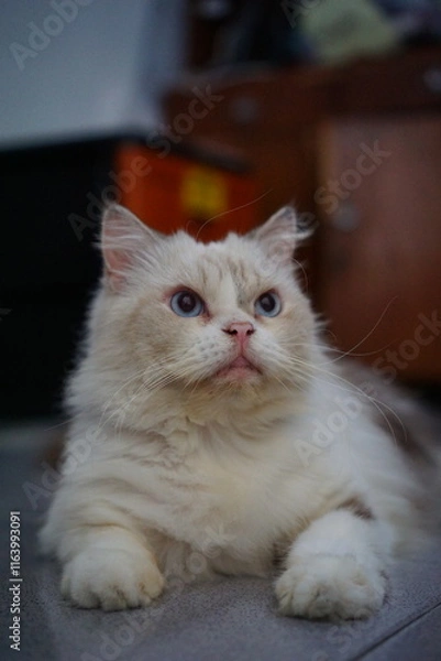 Obraz Portrait of a Himalayan cat