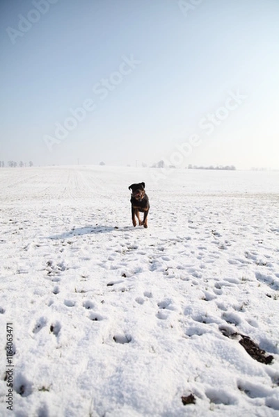 Obraz Rottweiler läuft über einen Acker mit Schnee im Winter 