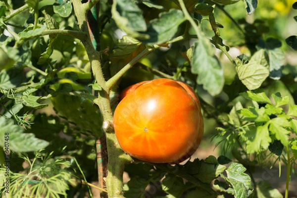 Obraz Green Tomatoes in a garden; close up