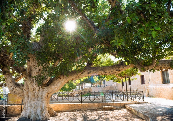 Fototapeta Age old tree (600 years old Sycomore in Agia Napa monastery, Cyprus)