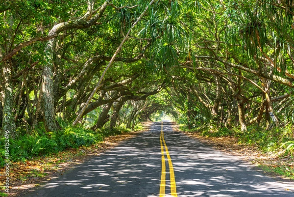 Fototapeta Beautiful tree tunnel in Hawaii on the Big Island shows the lush and unique beauty of the areas as you drive the scenic highways and byways, tree
