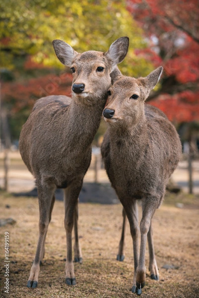 Obraz Nara deer