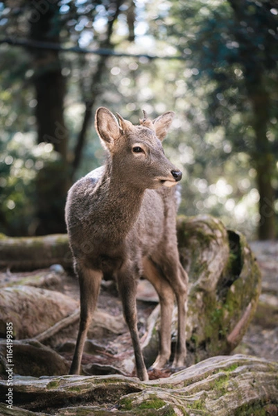 Obraz Nara deer