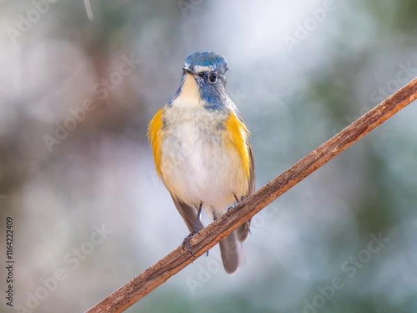 Fototapeta 枝にとまるルリビタキ