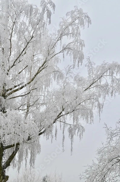 Obraz temperature drop, tree branches are covered with frost
