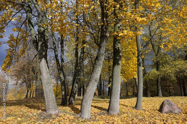 Obraz The fallen to the ground.