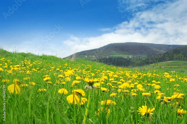 Fototapeta Ręcznie rysowana plakietka podróżna z teksturowaną ilustracją wektorową jodły i inspirującym napisem „Odkryj więcej”.