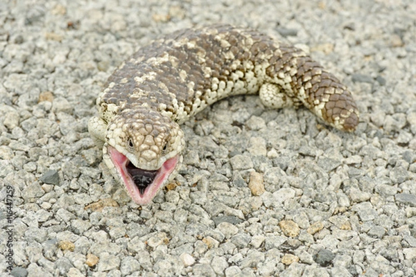 Fototapeta Shingleback