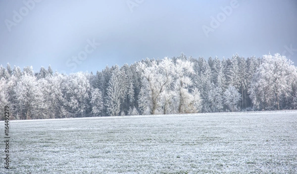 Obraz impressive view on snow covered trees