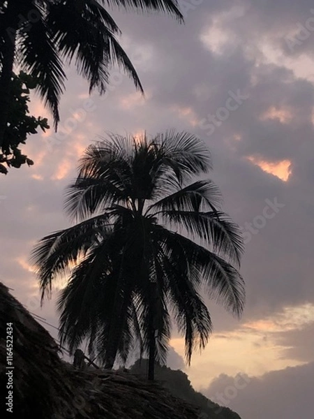 Obraz Silhouette of a palm tree at sunset