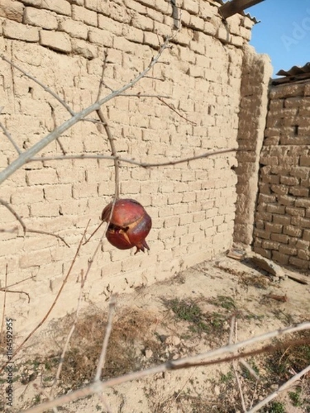 Fototapeta pomegranate tree