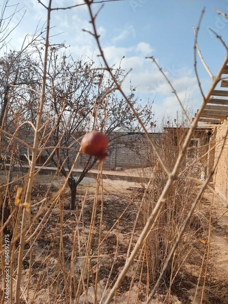 Fototapeta pomegranate tree