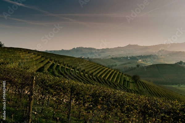 Fototapeta vineyards on the hills of the Piedmontese Langhe in autumn in the wine season