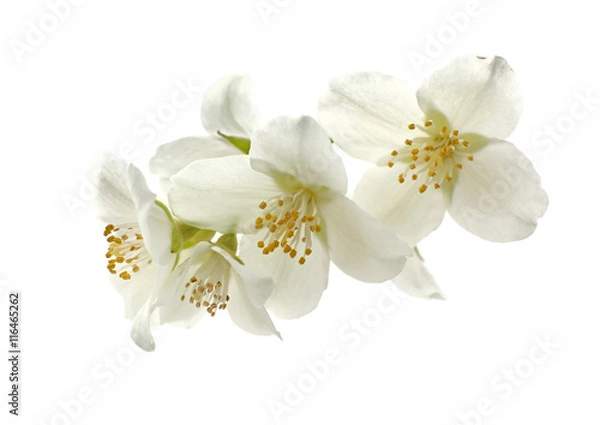 Fototapeta Fresh jasmine branch on white background